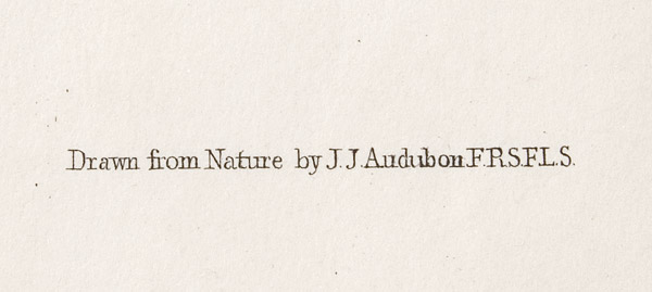 Audubon, John James (1785-1851) Pennants Marten or Fisher, Plate XLI, detail view 3